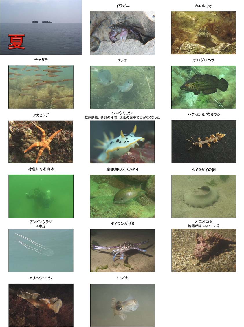 新品正規品  水産写真資料集成・日本の水産・7冊/今こそ水生生物の生態・海洋 生物学